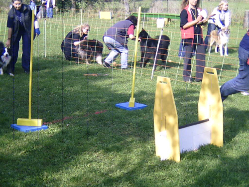 Flyball 040