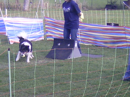 Flyball 046