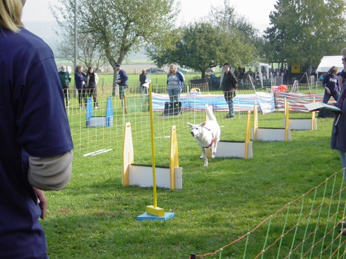Flyball 069