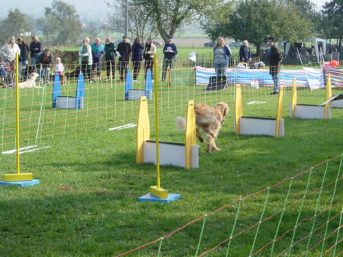 Flyball 072