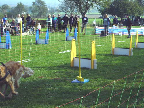 Flyball 073