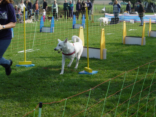 Flyball 074