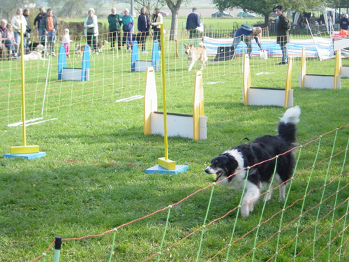 Flyball 075