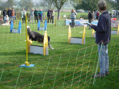 Flyball 077