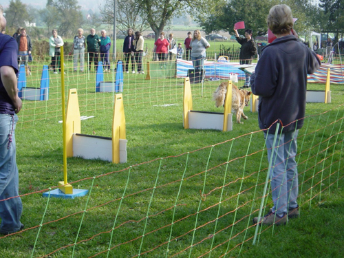 Flyball 079