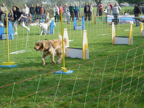 Flyball 081