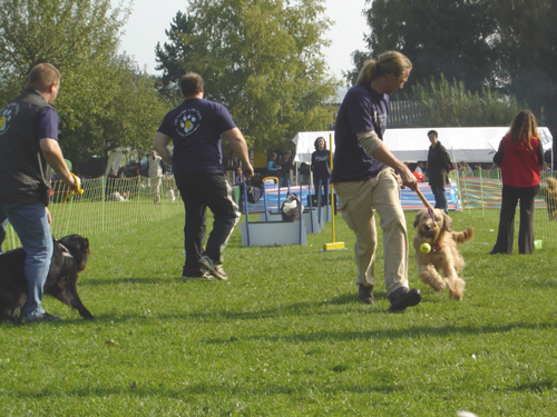 Flyball 090