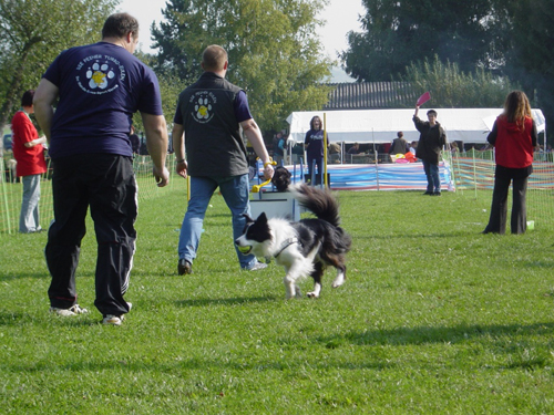 Flyball 091