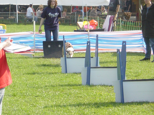 Flyball 092