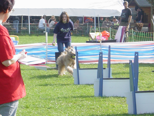 Flyball 093