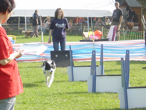Flyball 094