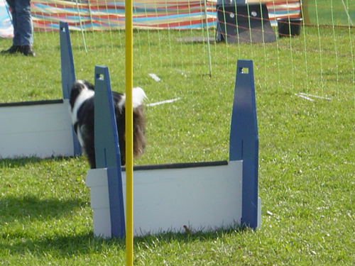 Flyball 095