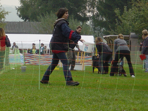 Flyball 103