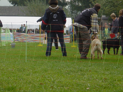 Flyball 104