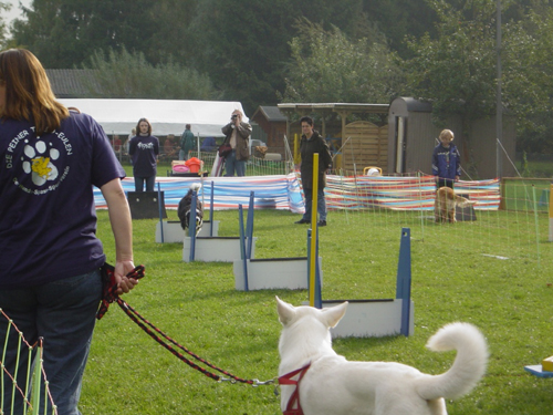 Flyball 110