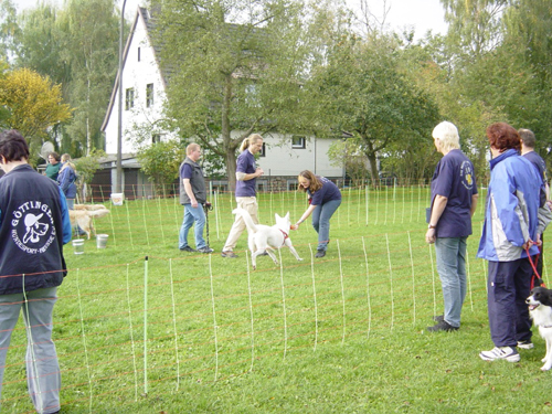 Flyball 115