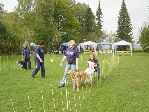 Flyball 116