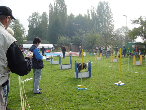 Flyball 118