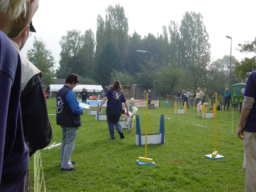 Flyball 120