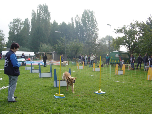 Flyball 122