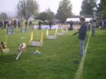 Flyball 013