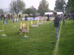 Flyball 014