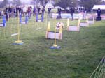Flyball 018