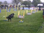 Flyball 020