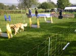 Flyball 029