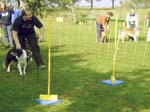 Flyball 037