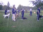 Flyball 045