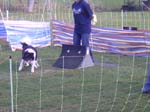 Flyball 046