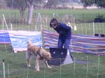 Flyball 051
