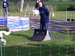 Flyball 052