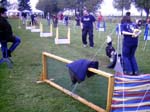 Flyball 053