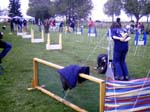 Flyball 054