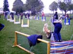 Flyball 055