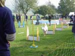 Flyball 069