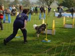Flyball 070