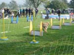 Flyball 072