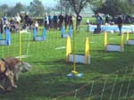 Flyball 073