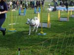 Flyball 074