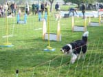 Flyball 075