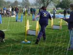 Flyball 076