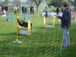 Flyball 077
