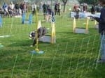 Flyball 078