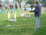 Flyball 080