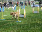 Flyball 081