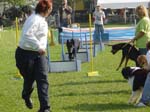 Flyball 087