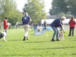 Flyball 089